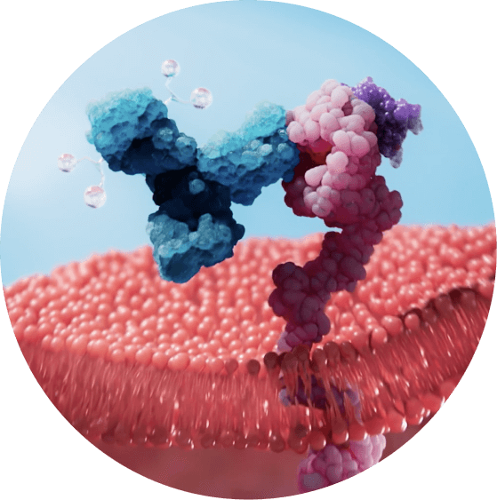 ENV-501 antibody